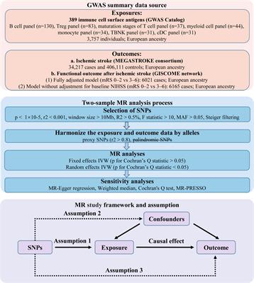 Causal effects of immune cell surface antigens and functional outcome after ischemic stroke: a Mendelian randomization study